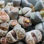 Lithops 1