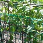 Tomatillo Cage1.