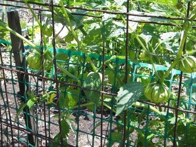 Tomatillo Cage1.