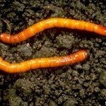 wireworms1