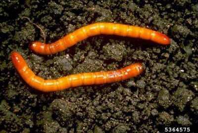 wireworms1