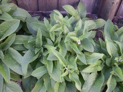 comfrey1