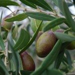 橄榄树水果1
