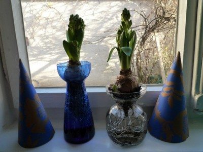 迫使hyacinths1