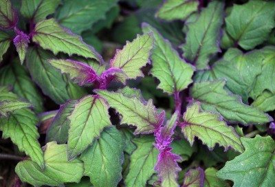 紫色激情植物1