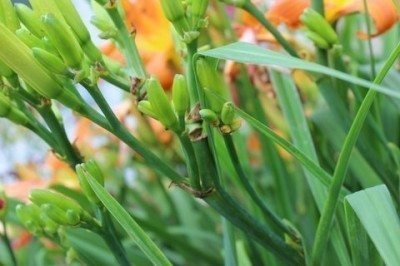 Daylily Scape Blast.