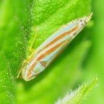 leafhopper1