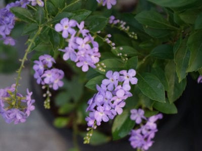 duranta 1