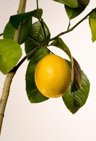梅耶柠檬
