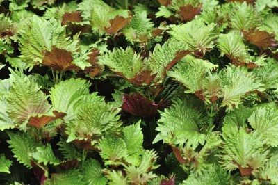 shiso