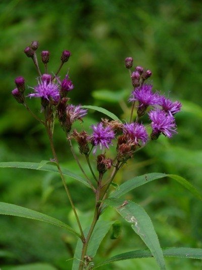 ironweed