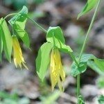 大型bellwort