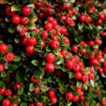 Cotoneaster 1