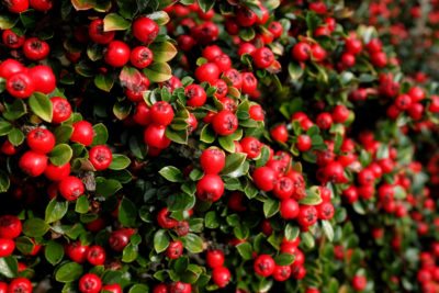 Cotoneaster 1.
