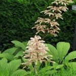 Fingerleaf Rodgersia