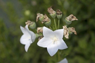 气球花种子荚