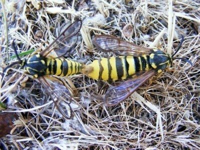 Cottonwood Crown Borer.