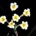 cyranthus ifafa莉莉