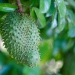 Soursop.