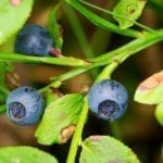 Bilberry Huckleberry.