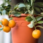 Calamondin.