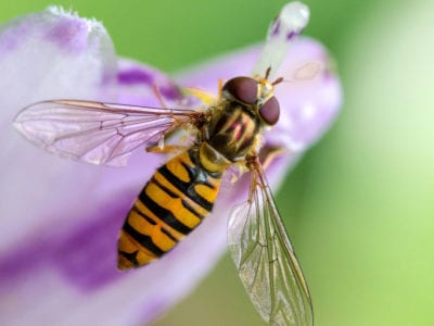 hoverfly.