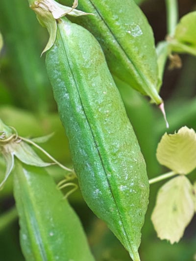 黄豌豆