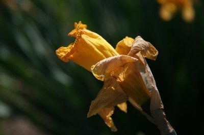 死水仙花盛开