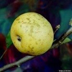 SOOTY BLOTCH APPLE.