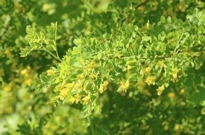 锦鸡儿arborescens