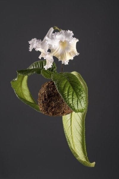 Streptocarpus