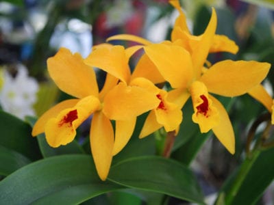 spathoglottis.