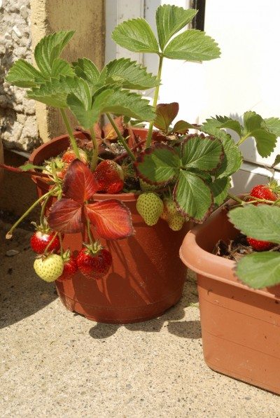 草莓容器