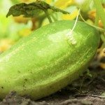 在成熟的cuke