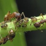 aphids ants