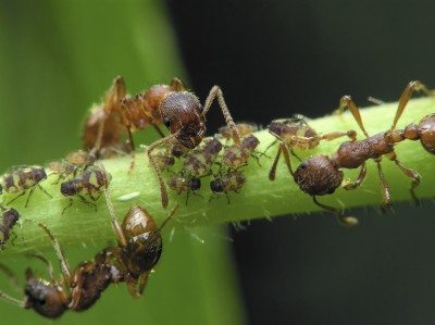 蚜虫蚂蚁