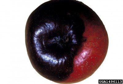 黑色腐烂苹果