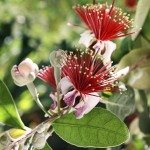 feijoa.