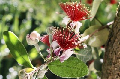 feijoa.