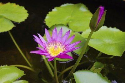 水生植物种植