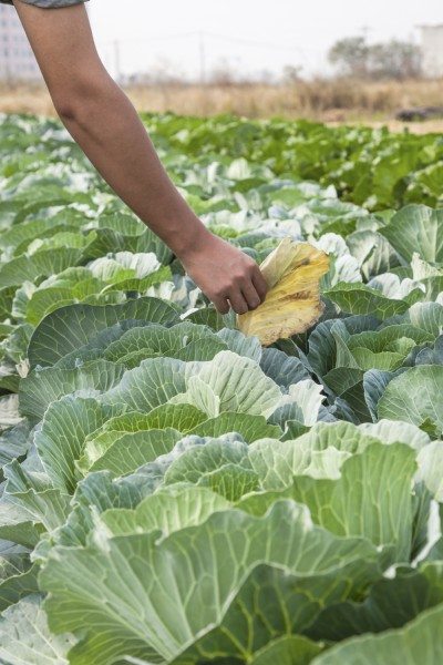 去除白菜叶