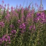 Willowherb.