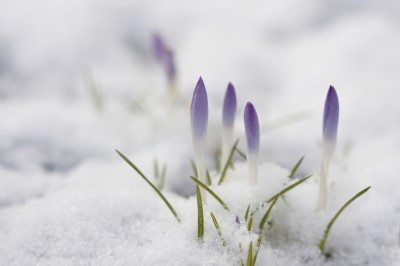 番红花雪