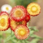 strawflowers