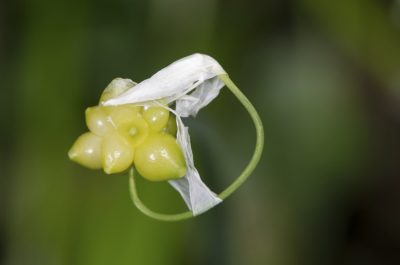 大蒜油桶