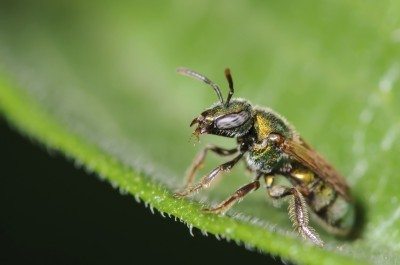 汗水蜜蜂