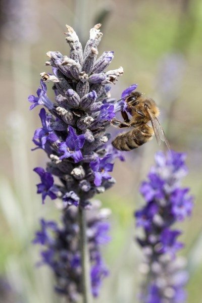蜜蜂在草