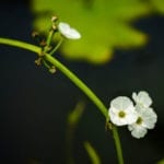 骨架的花