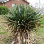 yucca brown.