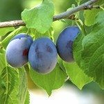 Damson Plum.